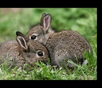 Image result for A Pack of Bunnies