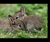 Image result for White Fluffy Bunnies