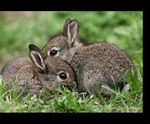 Image result for InMage of Bunnies