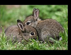 Image result for Real Fluffy Bunnies