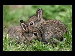 Image result for Teddy Bear Bunnies