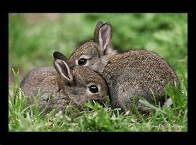 Image result for Bunnies Hugging