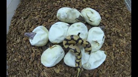 Ball Python Eggs 的图像结果