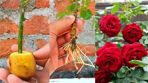 Image result for How to Propagate Roses Using Potatoes