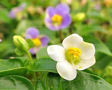 Image result for 芳草