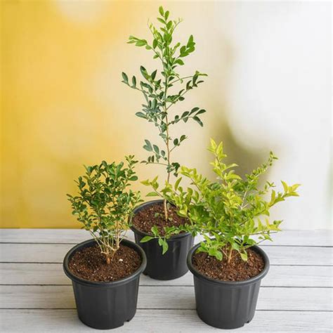 Buy Duranta Plants online from Nurserylive at lowest price.