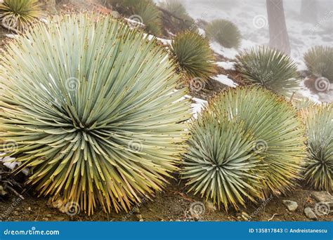 Chaparral Yucca (Hesperoyucca Whipplei) Growing On The Slopes Of Mt San Antonio, Snow On The ...