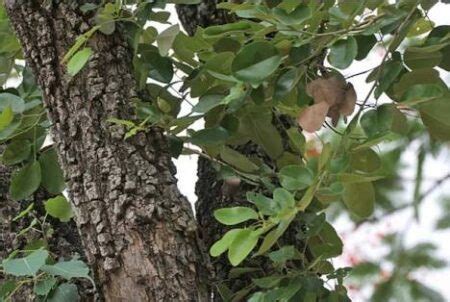 INDIAN KINO TREE (PTEROCARPUR MARSUPIUM) - Kerala Naturals