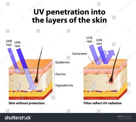 Uv Penetration Into Layers Human Skin Stock Vector 268154840 - Shutterstock