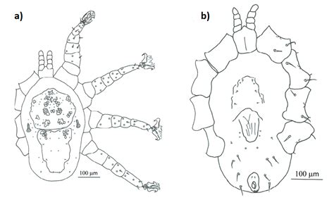 Endoparasitic Mites (Rhinonyssidae) on Urban Pigeons and Doves ...