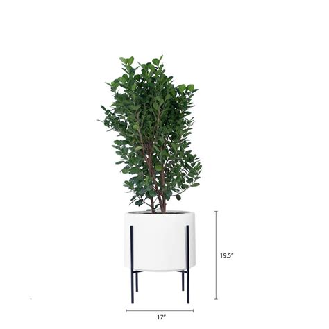 Buy Whirlpool Planter With Metal Stands Online in India | Palasa