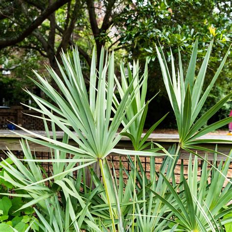 Hazel Parker Playground - Charleston Parks Conservancy