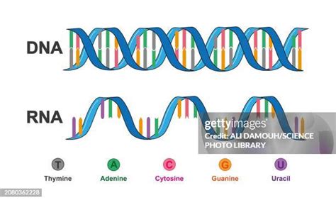 Image result for DNA Microarray Data