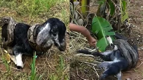 Spray Goat with Python 的图像结果