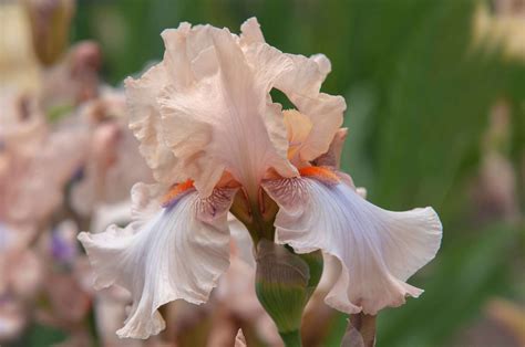 How to Grow and Care for Bearded Iris Plants