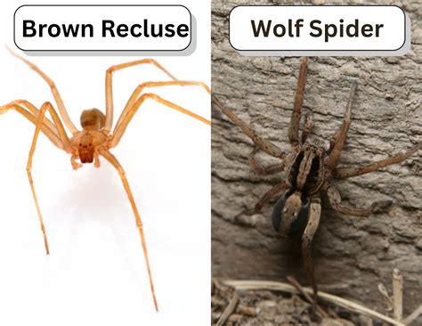Brown Recluse vs Wolf Spider