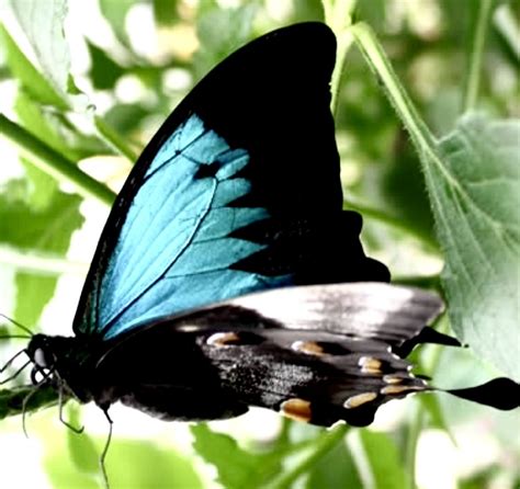 Blue and Black Butterfly on Leaf