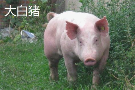 大白猪和长白猪区别，产地、外形和生产性能都不同 - 农敢网