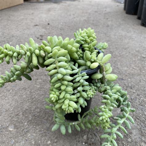 Beautiful Trailing Growth Enhances Home Decor