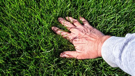 Turn Your Lawn From Patchy To Pristine With The Best Grass Seed For ...