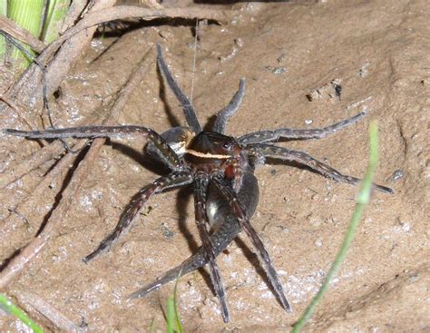 Giant Fishing Spider