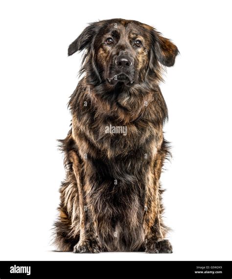 German Shepherd Golden Retriever Mix