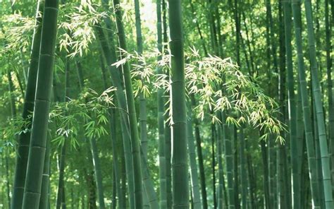 有你“竹”已| 史上超全竹类植物详解-搜狐
