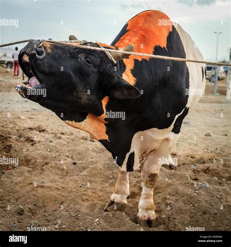 Fujairah bulls hi-res stock photography and images - Alamy