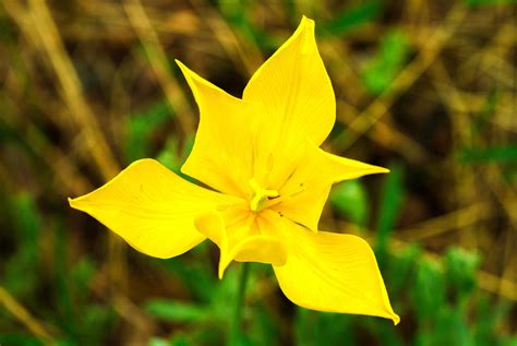 10 of Russia's most beautiful and rarest flowers - Russia Beyond