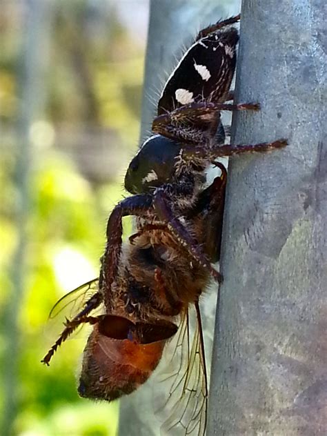 Spider eats bee 2 by Paco-Meijer on DeviantArt