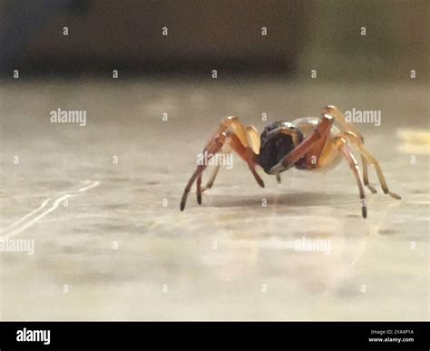 Trachelas tranquillus hi-res stock photography and images - Alamy