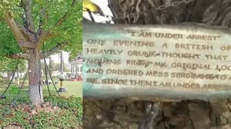Meanwhile In Pakistan, There Is A Banyan Tree That Has Been Under ...