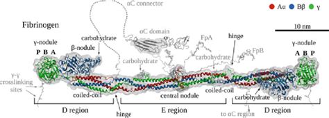 Image result for Fibrinogen Structure
