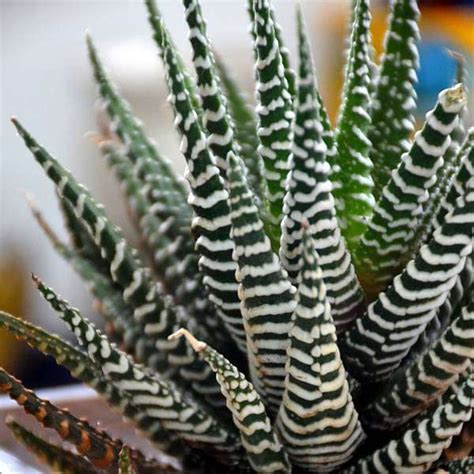 Buy Zebra cactus in white sand square glass pot (4in Ht) online from ...
