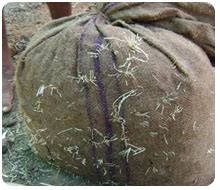 TNAU Agritech Portal :: Crop Protection