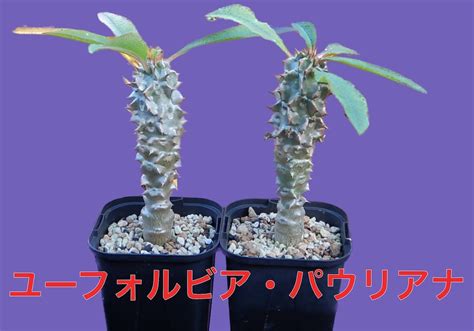 ユーフォルビア・パウリアナ（Euphorbia pauliana） | GOOODS ART（グッズアート）GINZA HAIRの頭の中は草髪健美