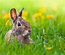 Image result for Easter Bunny Face Silhouette