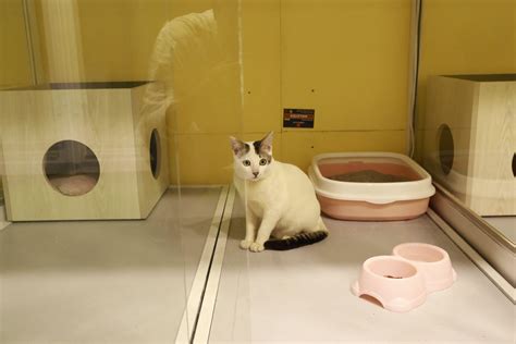 How To Travel With A Cat Hotel at Jamie Spinelli blog