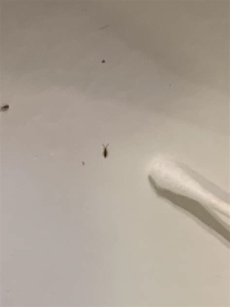 Tiny bugs I found in my sink, Willamette valley Oregon. What are they ...