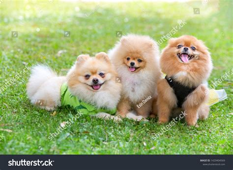 Boo Puppy Breed