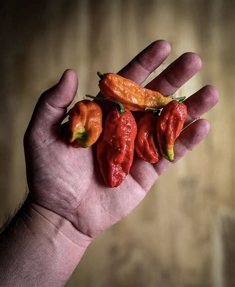 Chile Ghost Pepper – SHI-LHE
