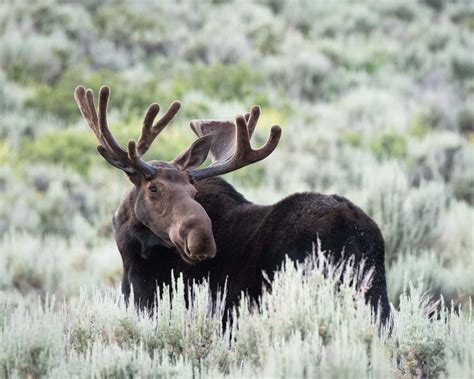 What Do Moose Eat? - A-Z Animals
