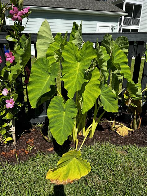Colocasia gigantea 'Thailand Giant' (Giant Elephant Ear) Care Guide ...