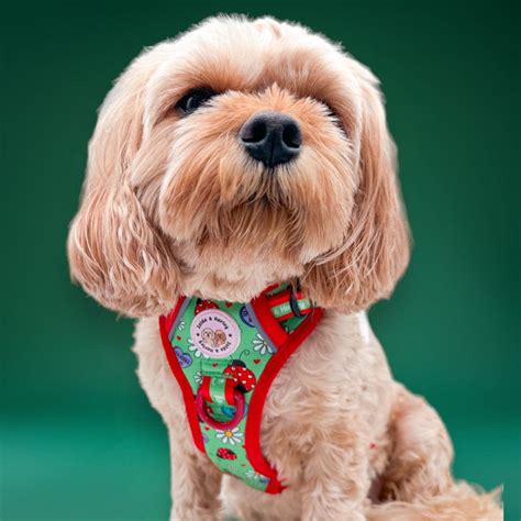 Cute Dog Harnesses (Free Shipping) – The Dog Mom Store.