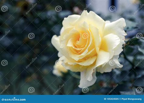 Yellow Roses Meaning Bright, Cheerful and Joyful Create Warm Feelings ...