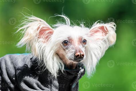 Chinese Crested Dog. 13427187 Stock Photo at Vecteezy
