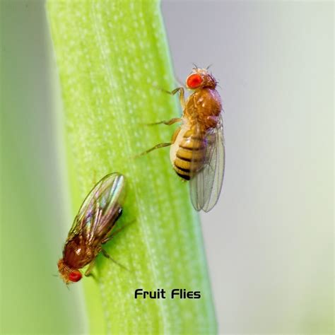 Fruit Flies | Heat Pest Services Bed Bug Treatment | Pest Control Heroes