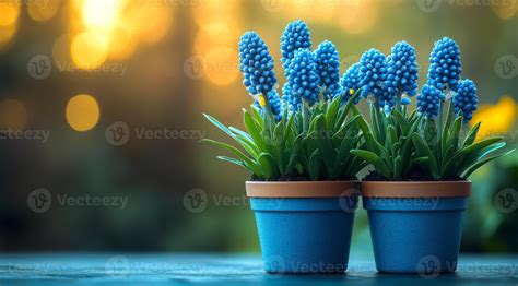 Two blue flower pots with blue flowers in them 56995253 Stock Photo at ...