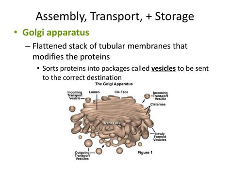 Biological Cell Structure 的图像结果