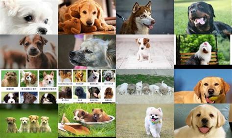 给狗狗“起名字”的7种类型，各有特色 - 知乎